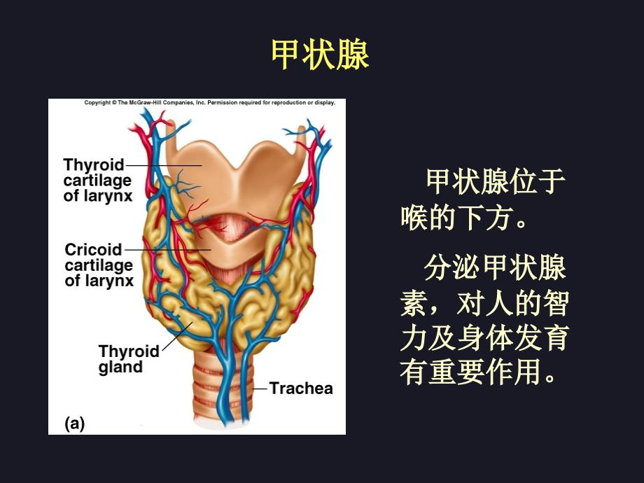 甲状腺激素及抗甲亢的药物_第3页