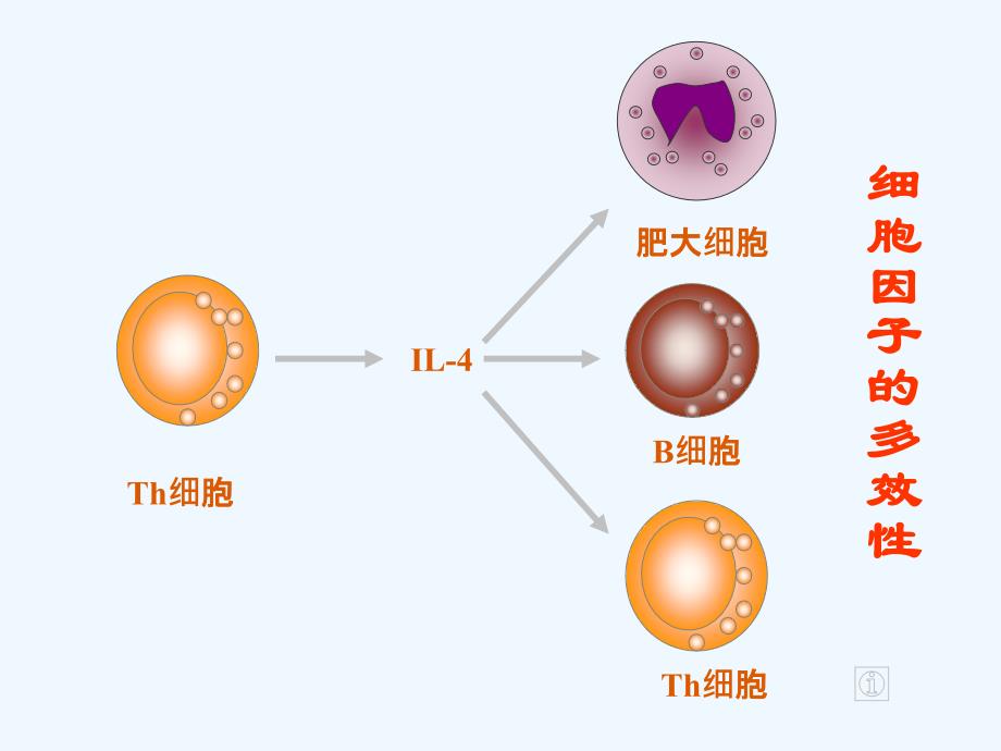 细胞因子与CD英文版课件_第2页