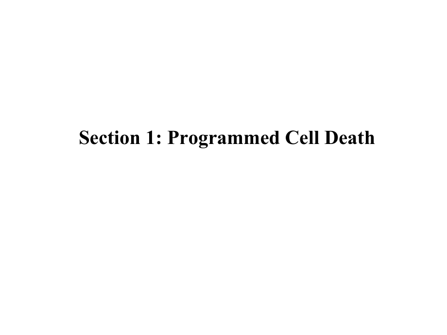 细胞生物学第十三章 程序性细胞死亡与细胞衰老_第4页