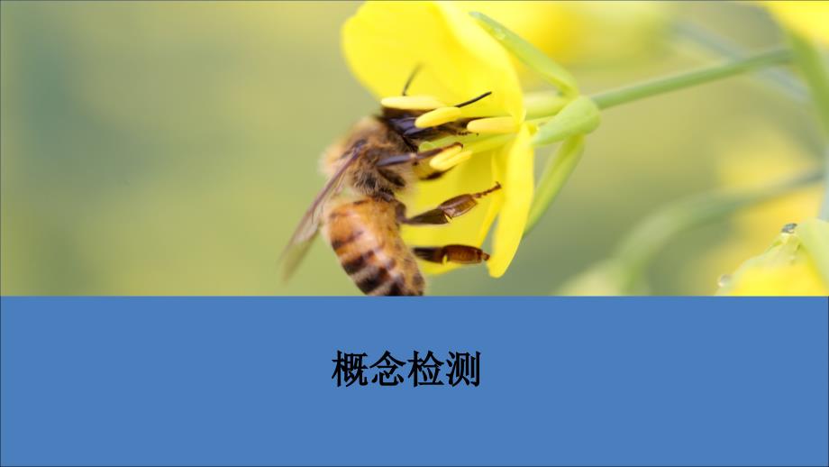 2020高中生物 第5章 基因突变及其他变异 第3节 人类遗传病课件 新人教版必修2_第2页