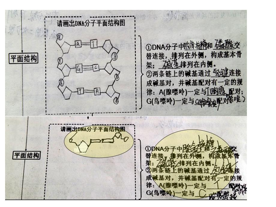 高三生物一轮复习DNA的结构和复制 学案配套_第2页