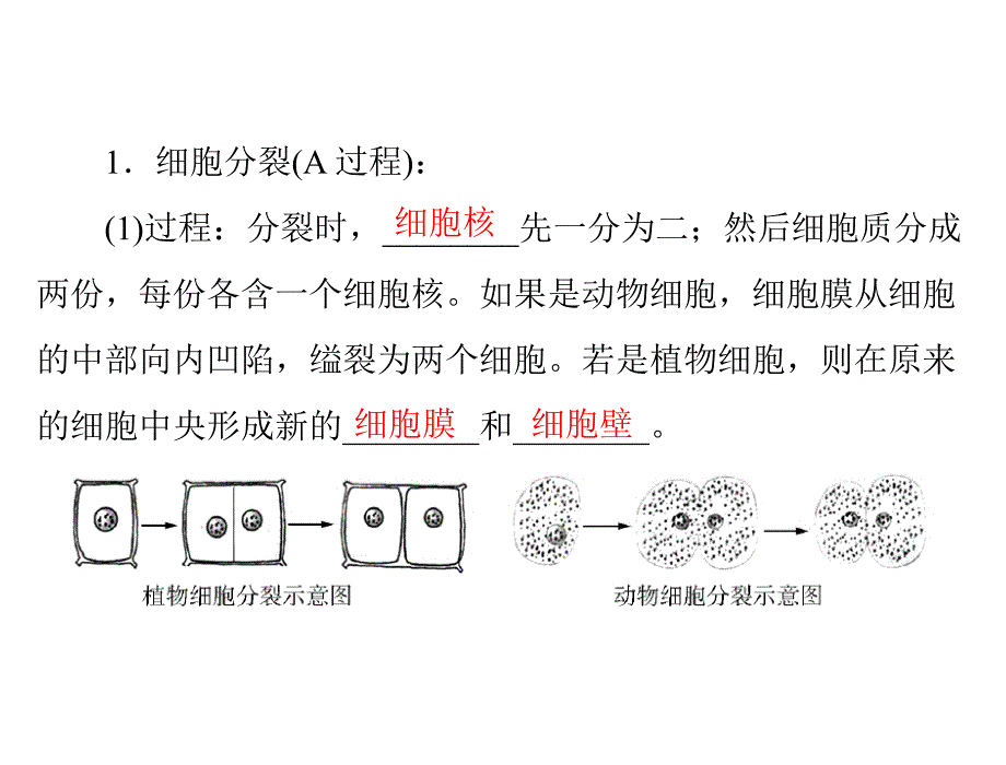 2018年生物中考考点梳理第一轮第一章第二讲细胞怎样构成生物体(共24张)_第4页