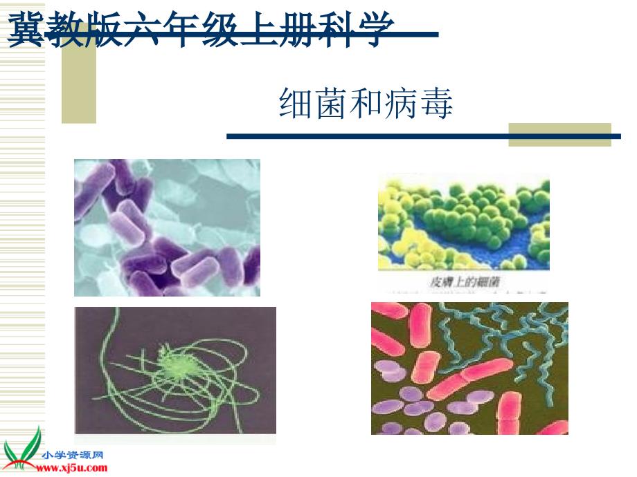 冀教版小学科学六年级上册《细菌和病毒》_第1页