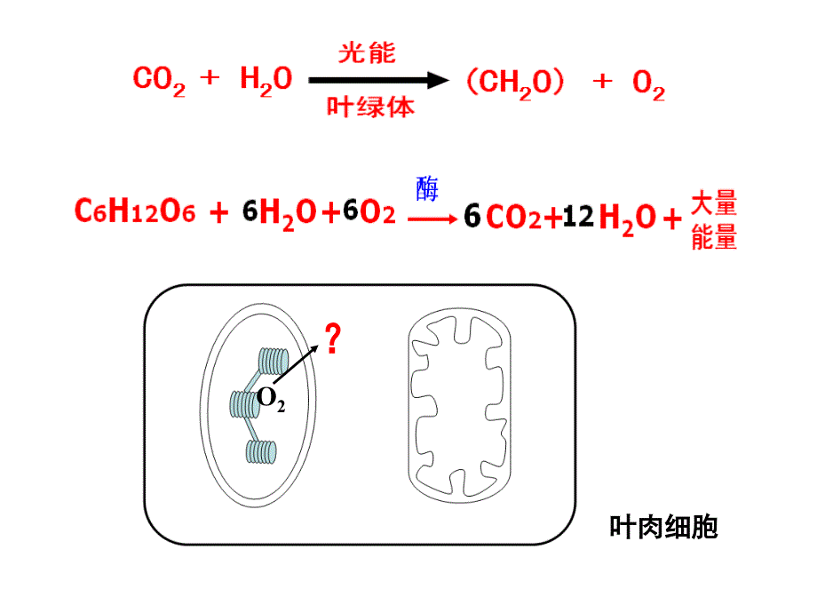 光合作用和呼吸作用综合问题分析_第3页