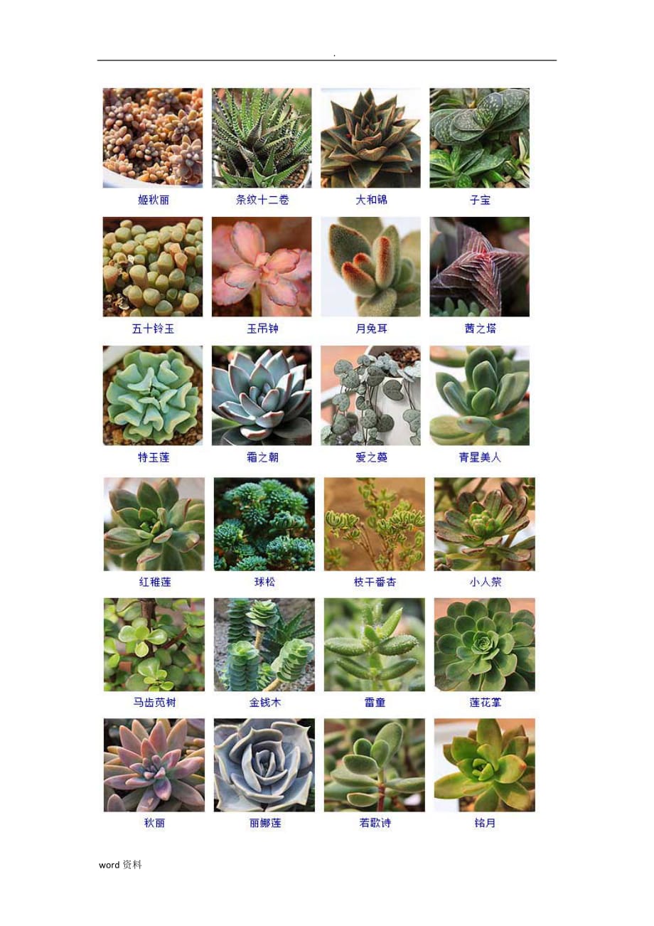 常见144种多肉植物品种名称图鉴_第3页