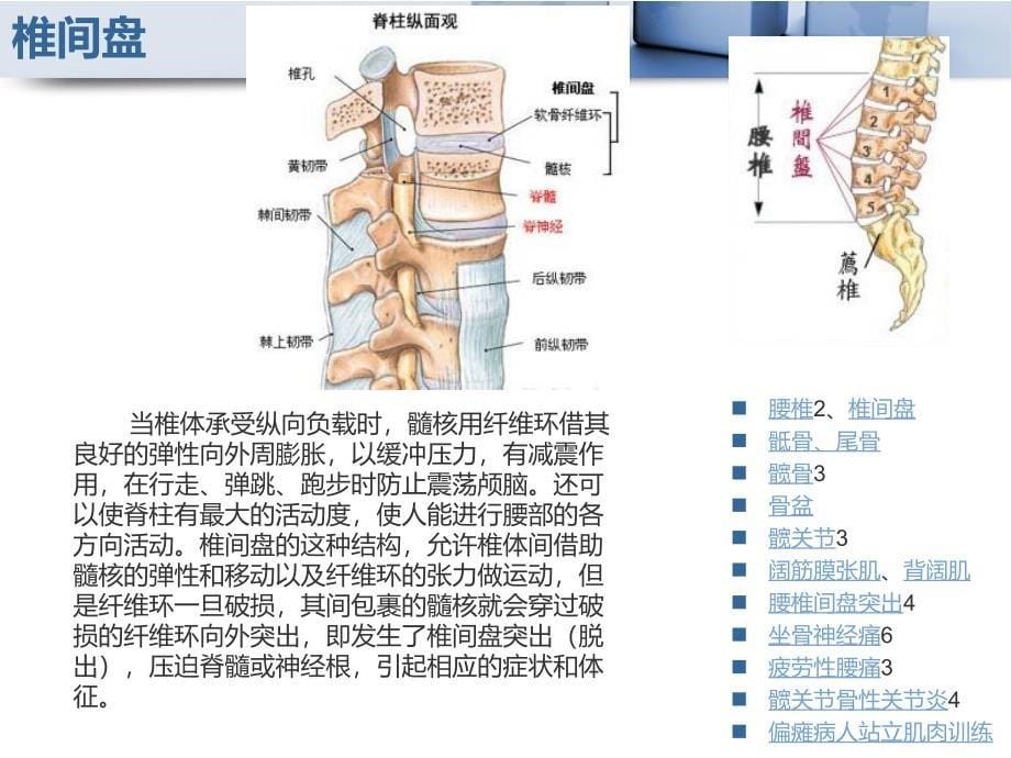 腰髋关节_第5页