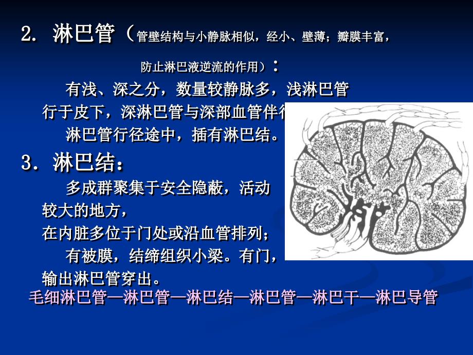 循环系统4-淋巴系资料_第3页