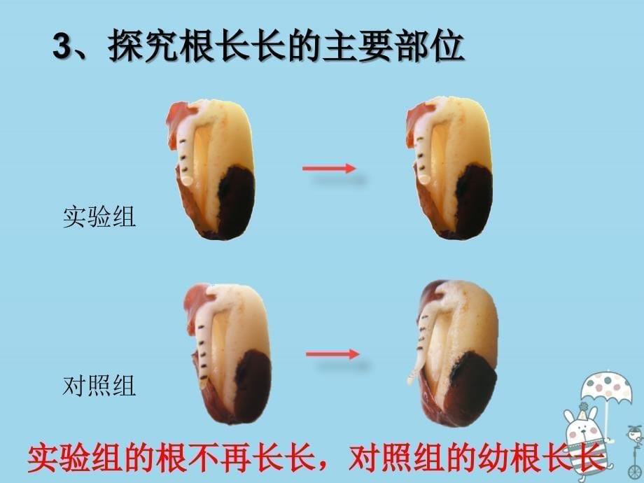 2019年初二生物上册 4.1.5《根的结构与功能》课件1 济南版教学资料_第5页