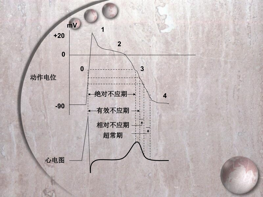 心电图ST-T改变_第3页