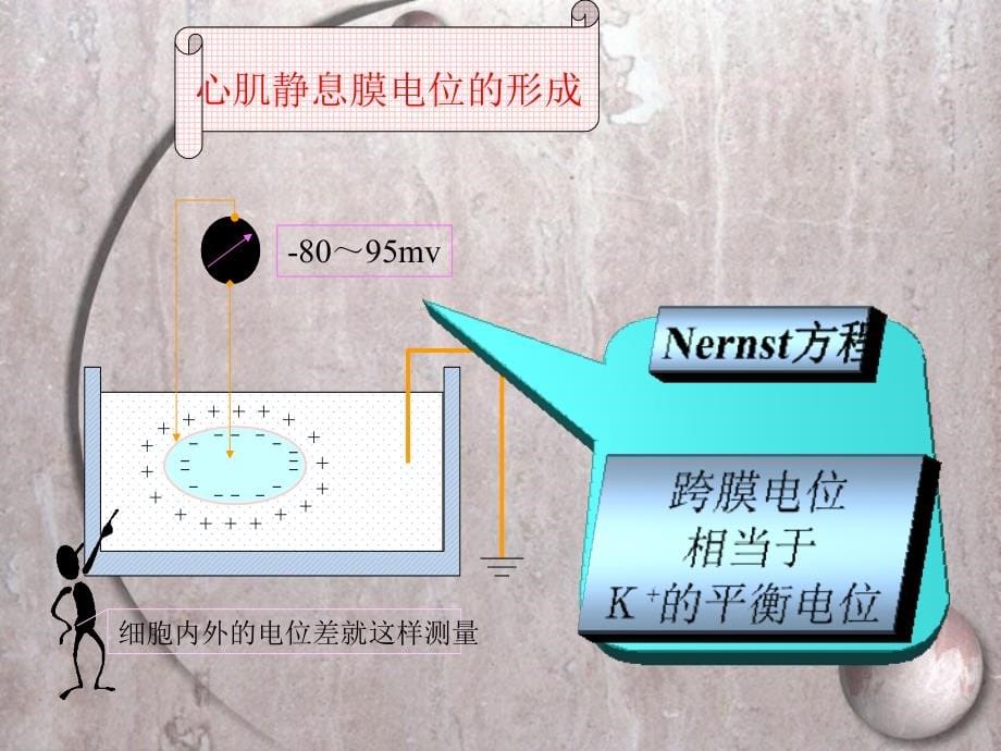 心电图ST-T改变_第5页