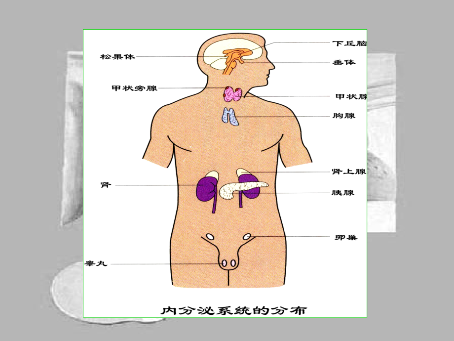 《人体解剖学》课件第十一章内分泌_第3页