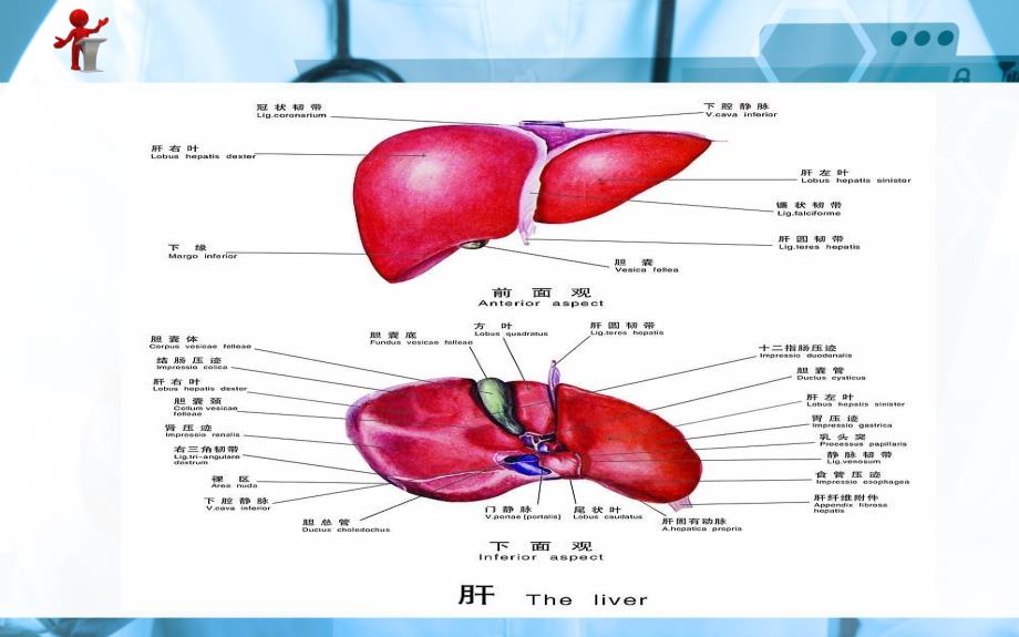 《外科护理》第十六章 第三节原发性肝癌病人的护理_第3页