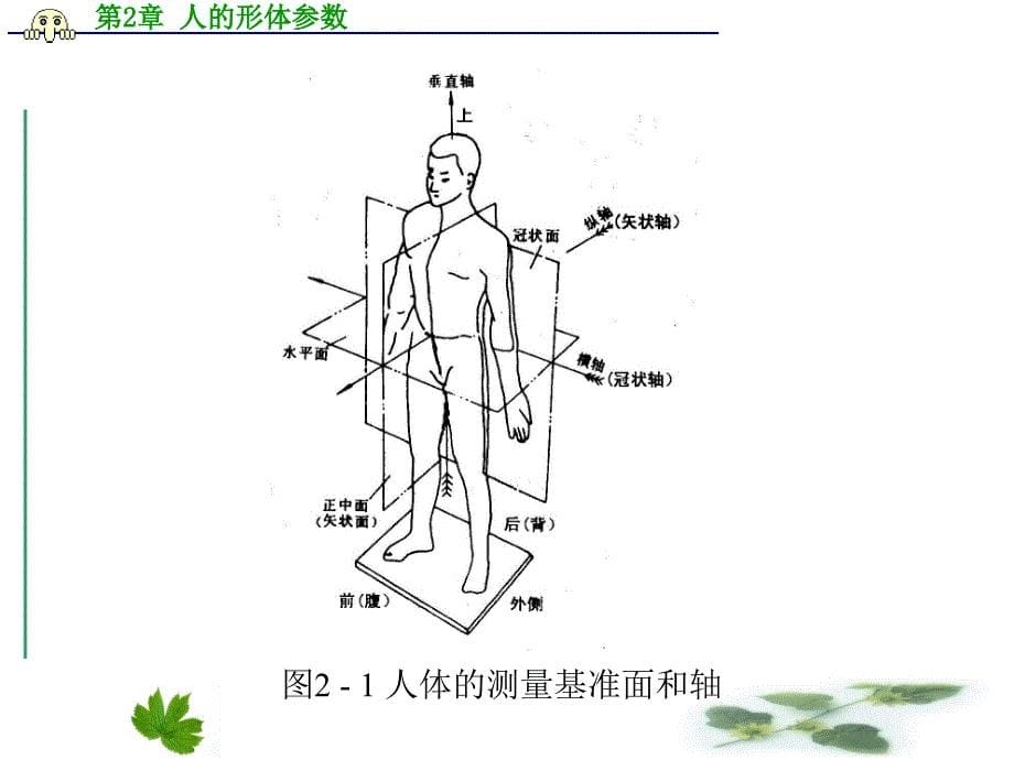 人机工程学 第2章 人的形体参数_第5页