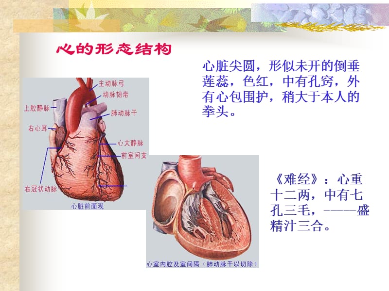 3.3第三章：第二节-五脏-心_第4页