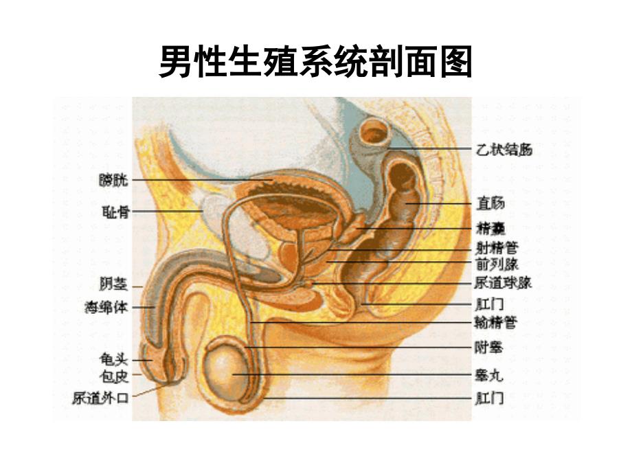 人体及动物生理学第十五章 生殖_第3页