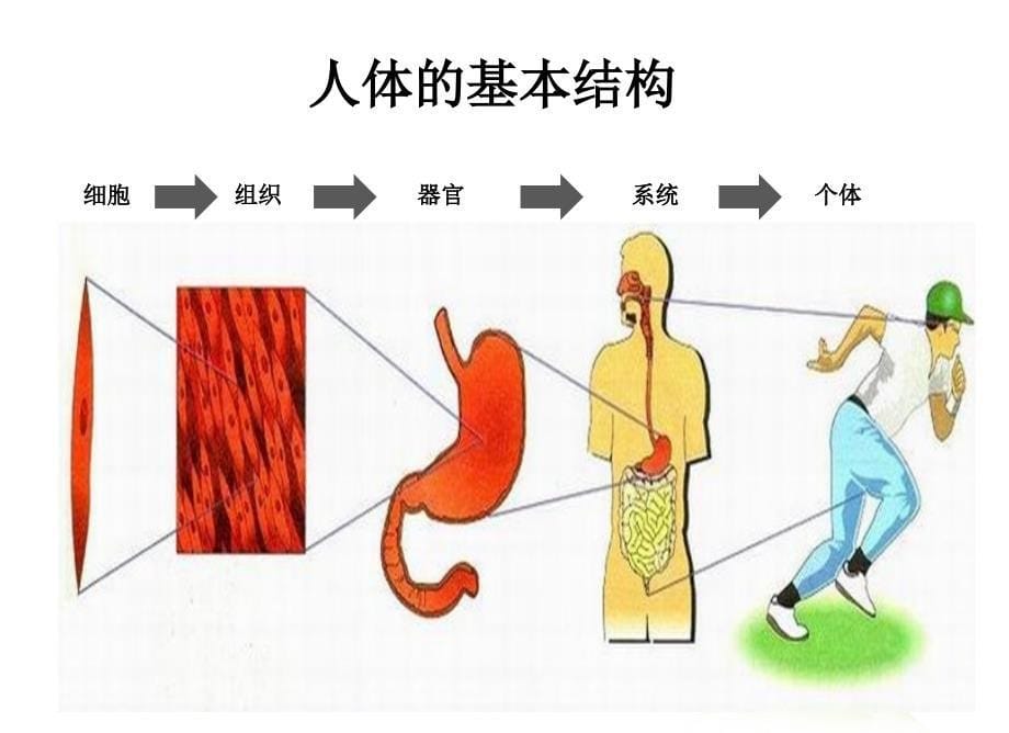 第三章：养老护理员培训老年人护理基础知识_第5页