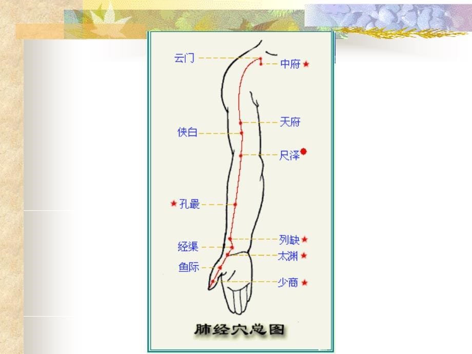 第七章+第四节+常用腧穴_第5页