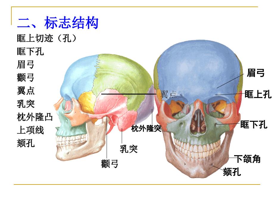 第一节概述第二节脑及其被膜脑_第3页