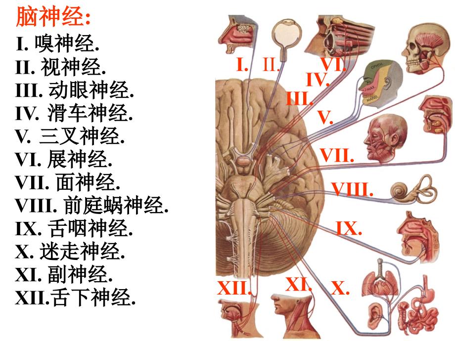 第9章-神经系统(9)脑神经_第3页