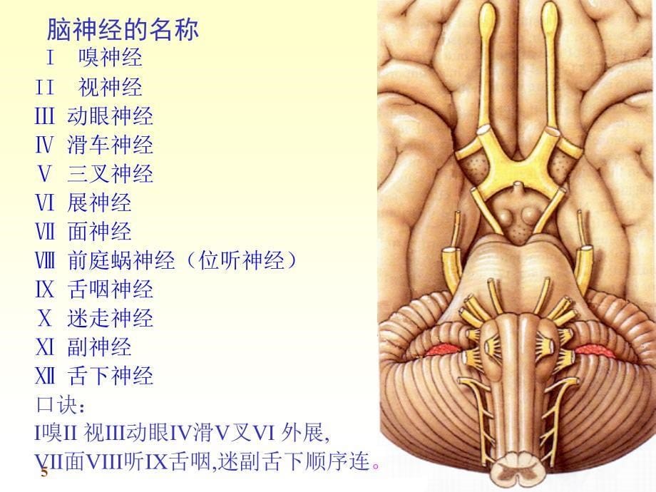 5第十七章第二节2脑干_第5页