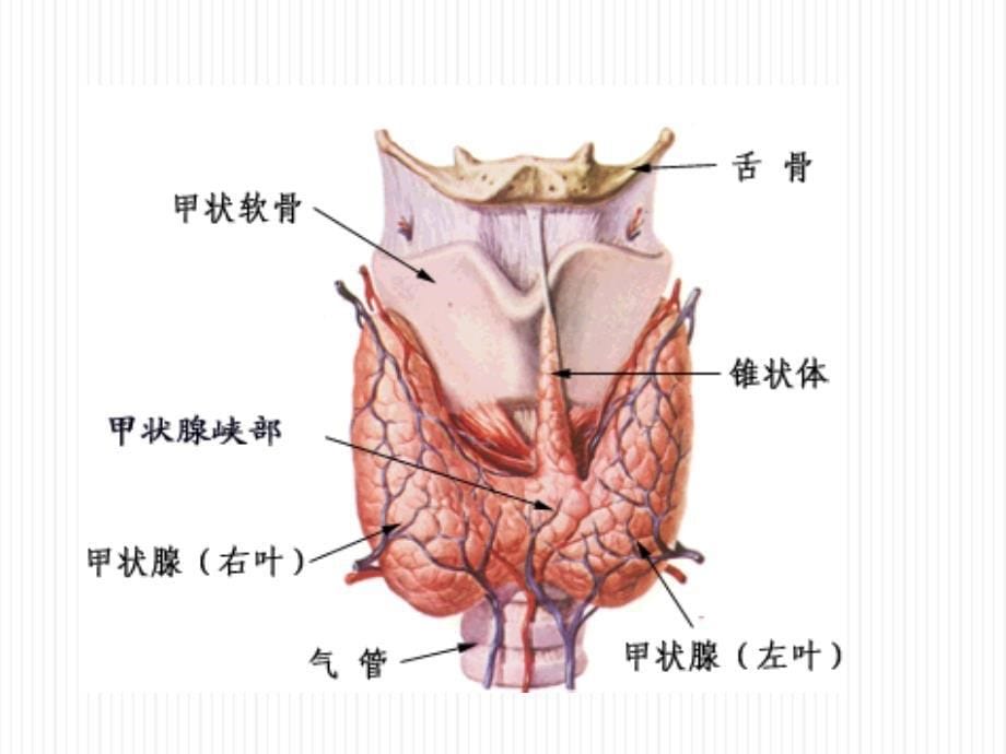 甲亢课件2014_第5页