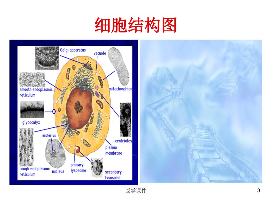 组织学与胚胎学--上皮_第3页