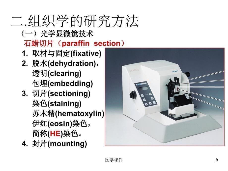 组织学与胚胎学--上皮_第5页