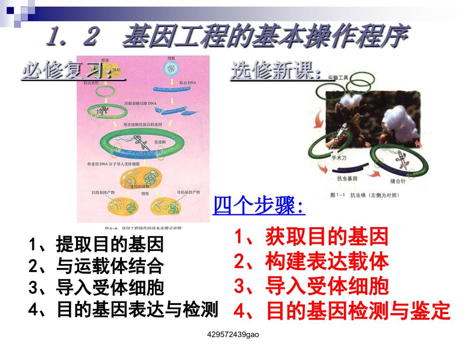 基因工程第二节_第1页