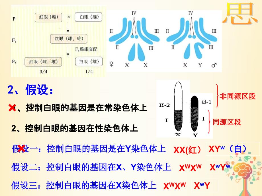 高中生物第二章基因和染色体的关系2.2基因在染色体上课时2课件新人教版必修2_20200229177_第3页