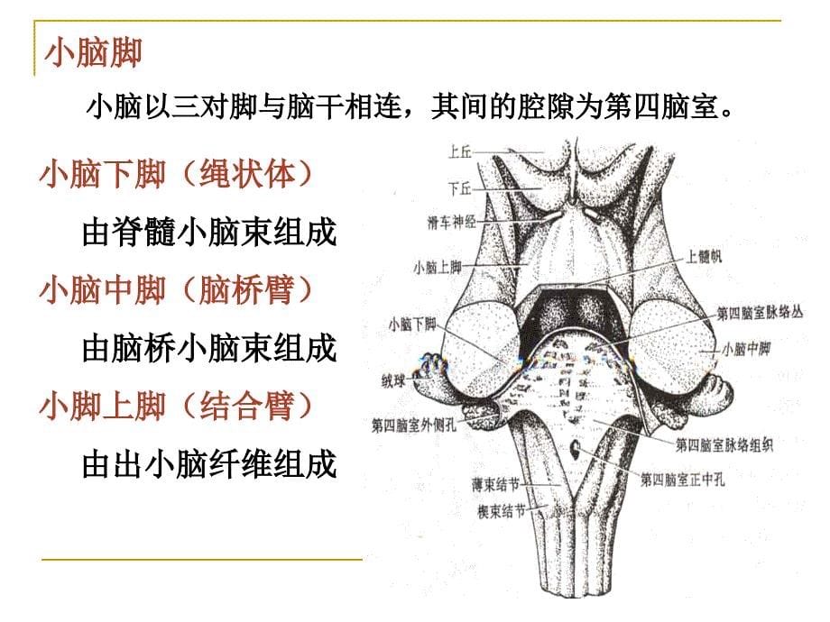 第十一章神经系统2小脑-端脑_第5页