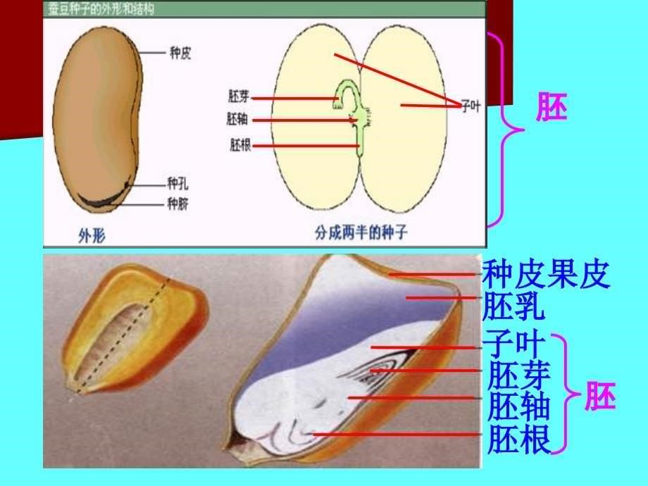 五年级下册科学课件10种子发芽了 青岛版（六三制_第5页