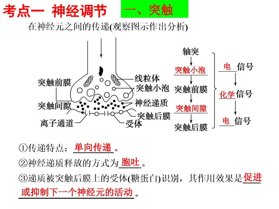 神经调节和体液调节高三二轮专题复习_第2页