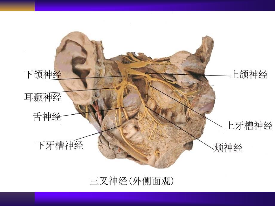 第二次人体解剖学实物标本考试复习人体解剖学_第3页