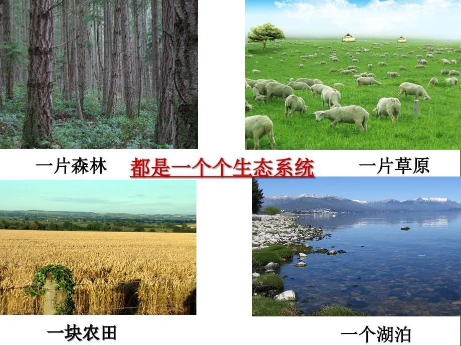 七年级生物《生物和环境组成生态系统》_第5页