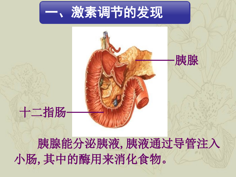 高中生物高三生物专题复习激素调节_第4页