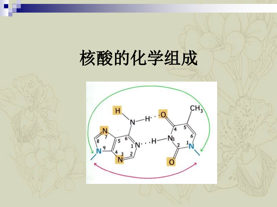 DNA与染色体结构_第2页