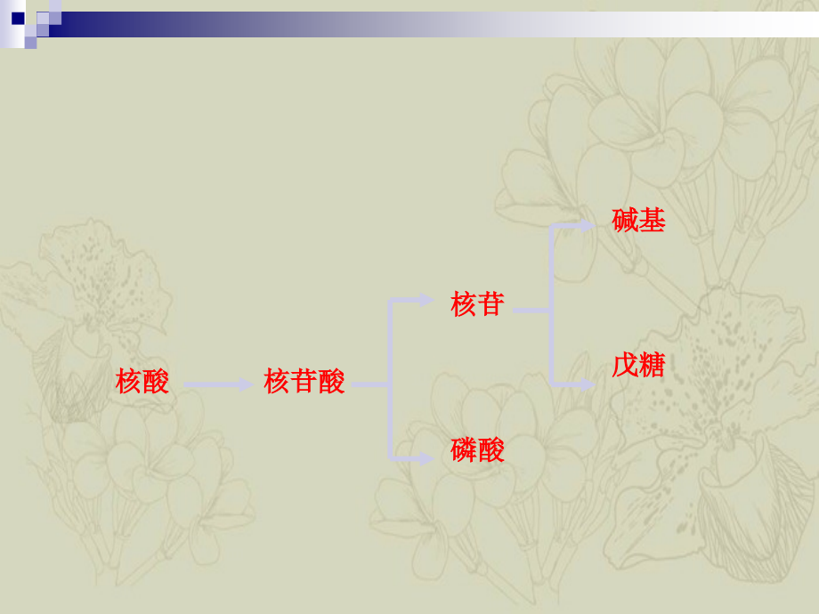 DNA与染色体结构_第3页