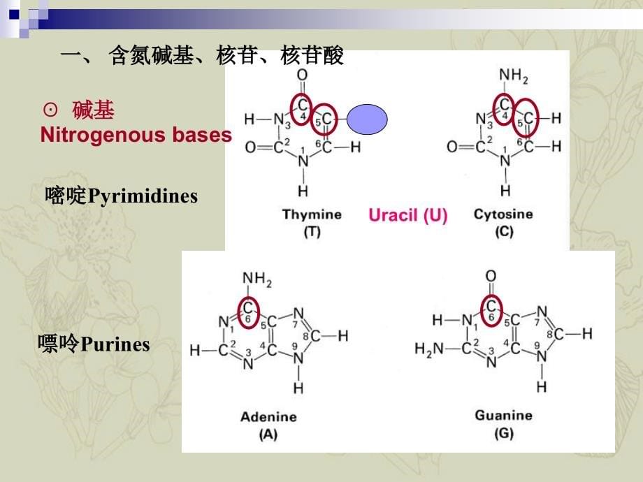 DNA与染色体结构_第5页