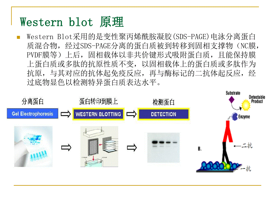 western blot实验技术_第2页