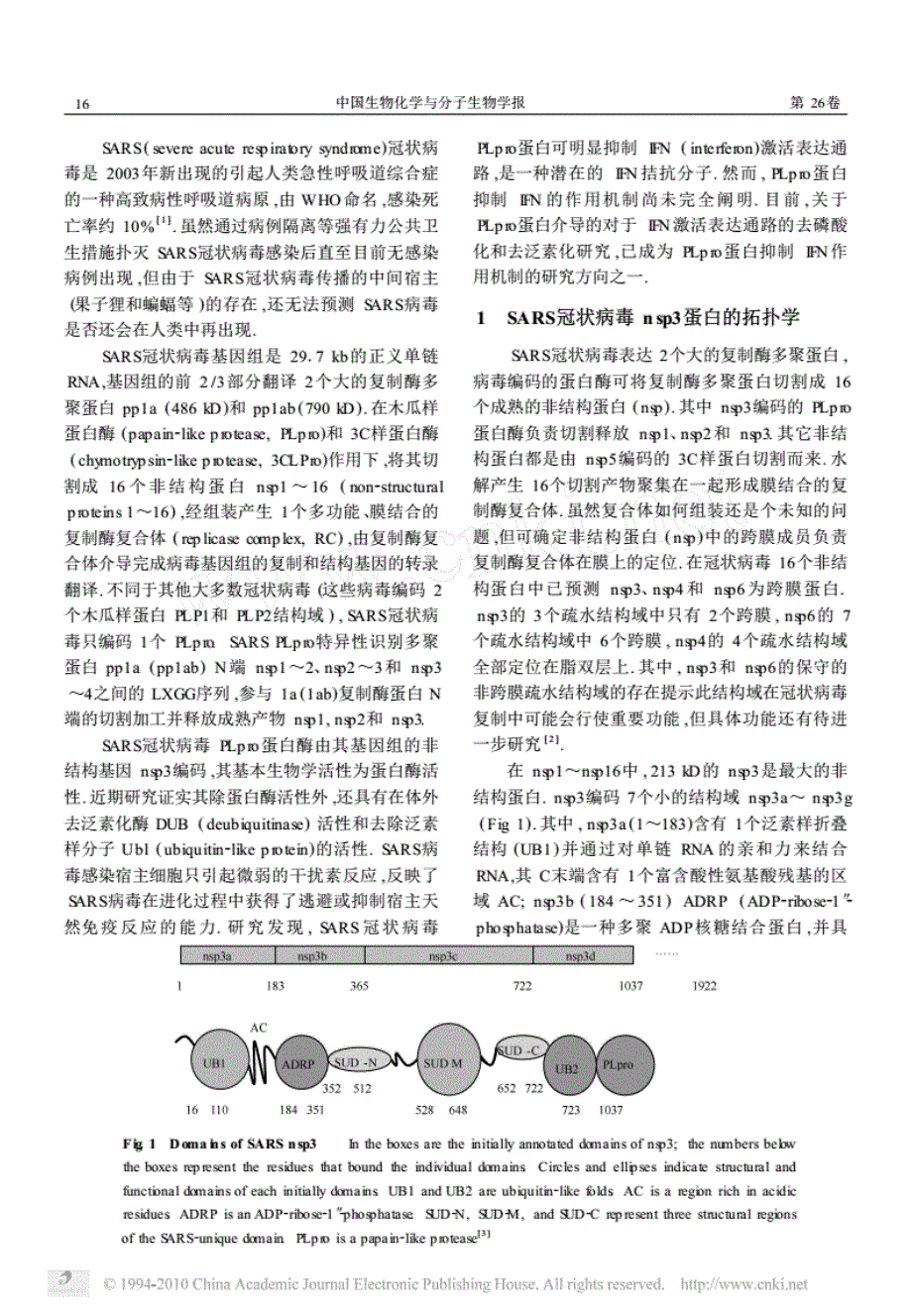 SARS冠状病毒PLpro蛋白酶的结构与功能.pdf_第2页