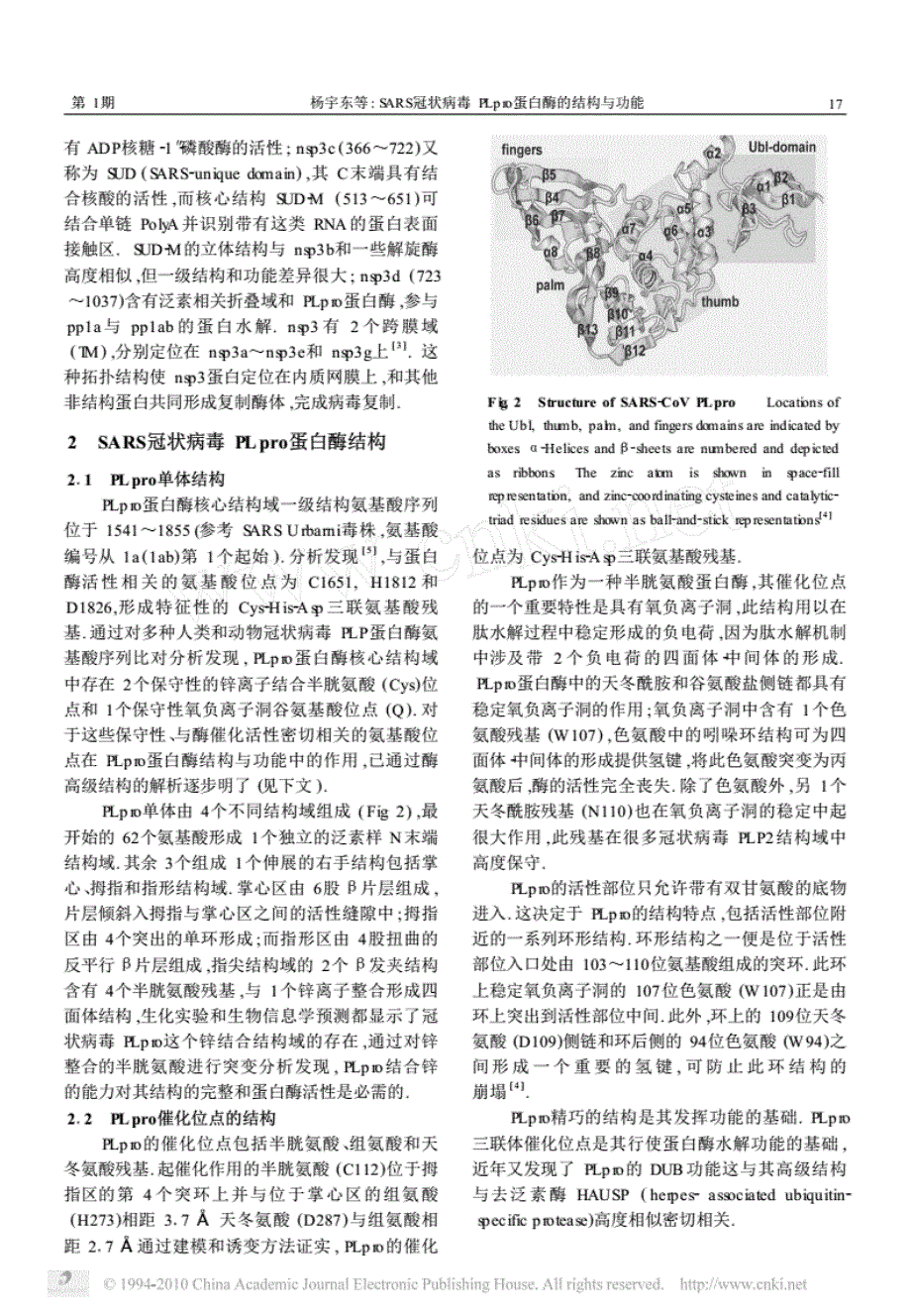 SARS冠状病毒PLpro蛋白酶的结构与功能.pdf_第3页