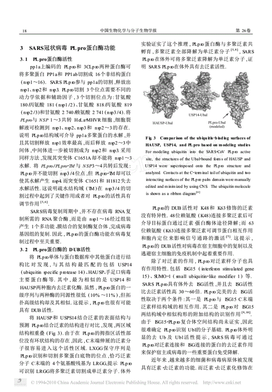 SARS冠状病毒PLpro蛋白酶的结构与功能.pdf_第4页