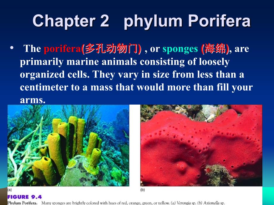 多孔动物门研究phylumPorifera_第1页