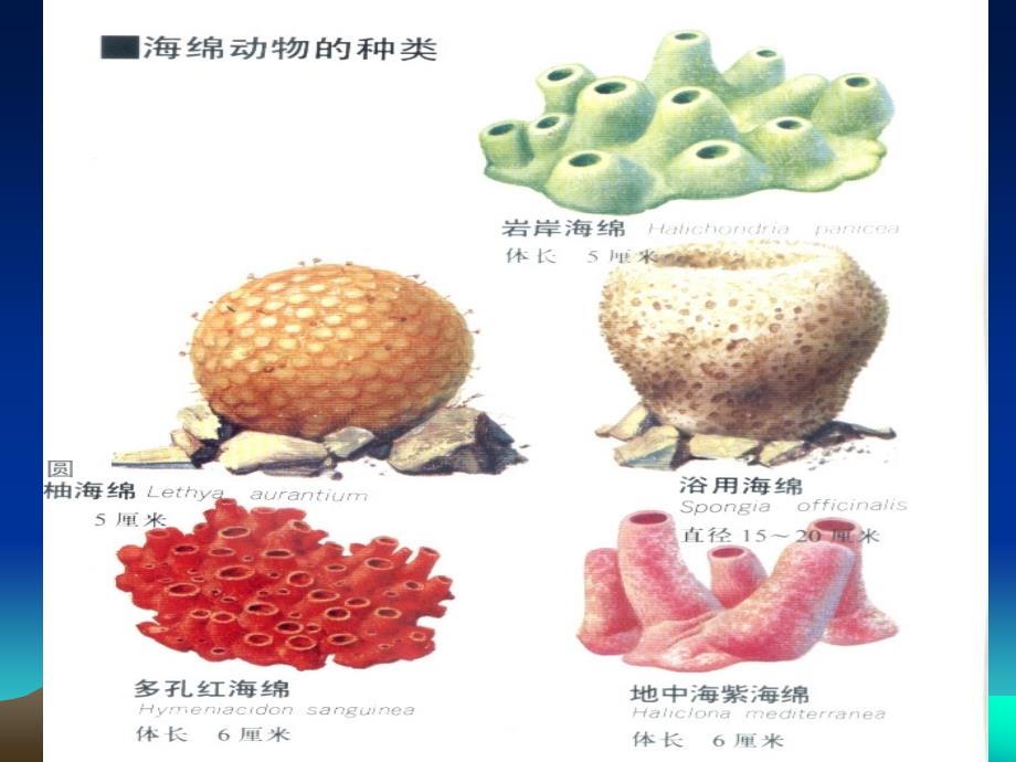 多孔动物门研究phylumPorifera_第3页