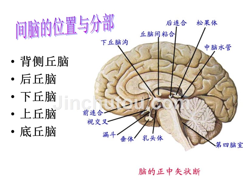 间脑、小脑和端脑人体解剖学讲义_第2页