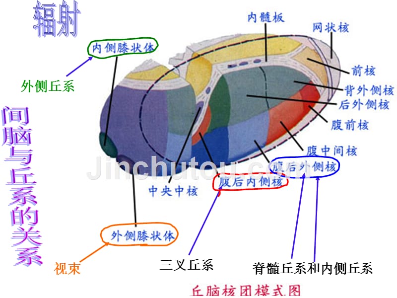 间脑、小脑和端脑人体解剖学讲义_第5页