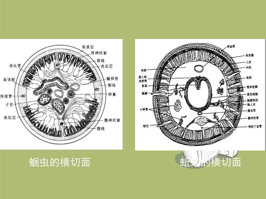 动物类群环节动物_第5页