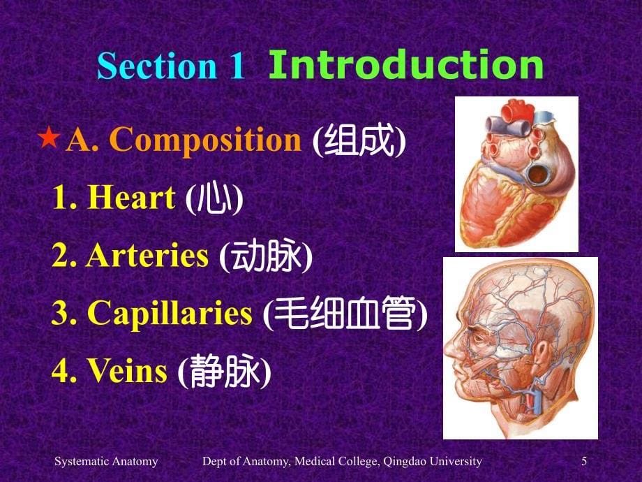 PARTTHREETHEVASCULARSYSTEM脉管系统_第5页