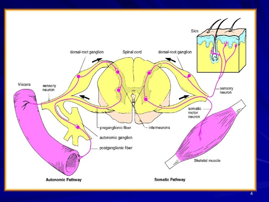 植物神经系统的解剖与临床_第4页