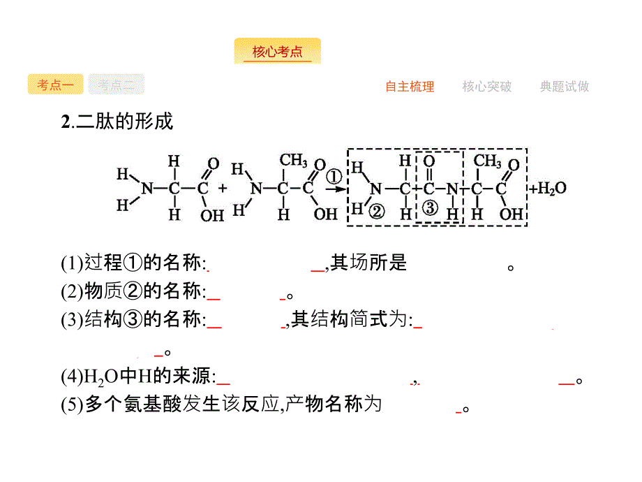 高三生物苏教一轮专题复习蛋白质、核酸结构和功能_第4页